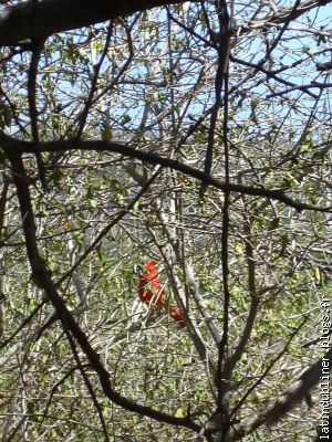 Un Cardinal cache au milieu des branches